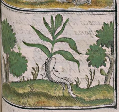 Florentino XI 140r, eloxochinelhuatl