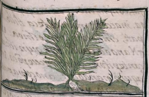 Florentino XI 141r, chichipiltic