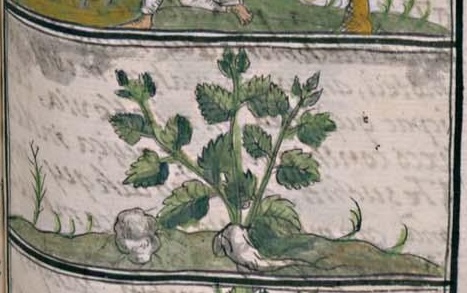 Florentino XI 141r, tzitzipatli