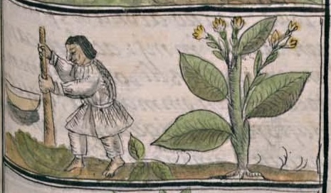 Florentino XI 142r, picietl