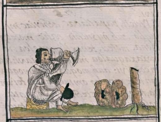 Florentino XI 142v, peyotl