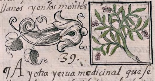 Florentino XI 144v, totoncaxihuitl