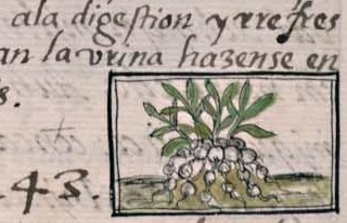 Florentino XI 145r, tozancuitlaxcolli