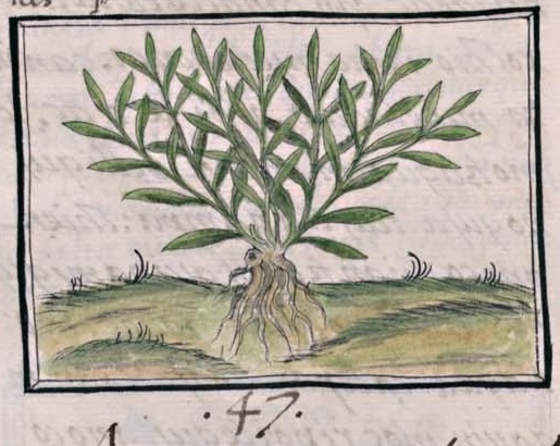 Florentino XI 146v, cototzauhqui xihuitl