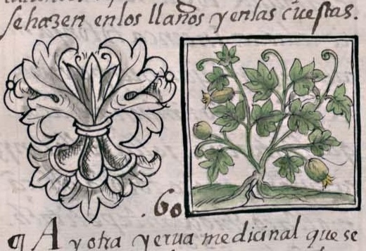 Florentino XI 149v, tlatlalayotli xihuitl