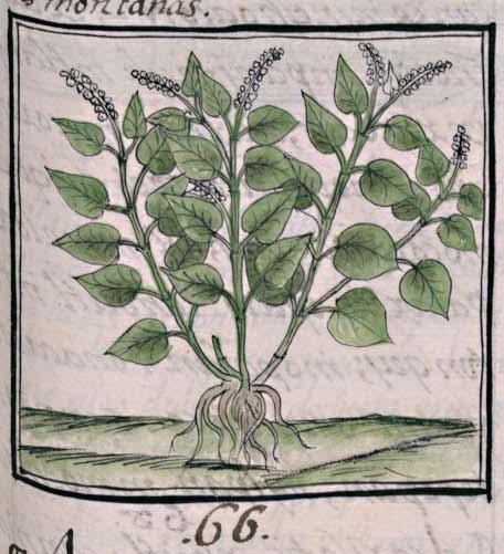 Florentino XI 151r, tlacoxihuitl