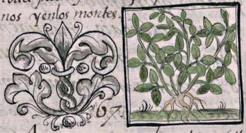 Florentino XI 151v, tlalchipilin
