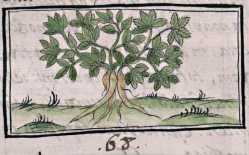 Florentino XI 151v, acaxilotic xihuitl