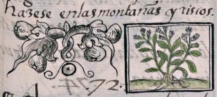 Florentino XI 153r, cuauheloquiltic