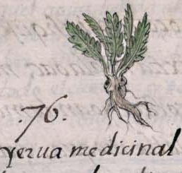Florentino XI 154v, tzatzayanalquiltic