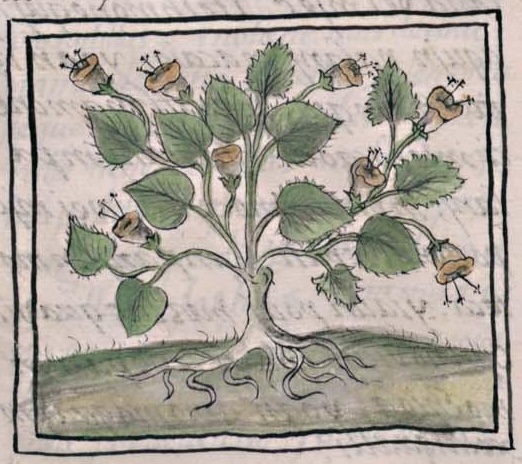 Florentino XI 156v, cuatlachtlacahuaztli