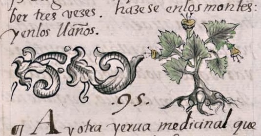 Florentino XI 157v, iztauhyatl