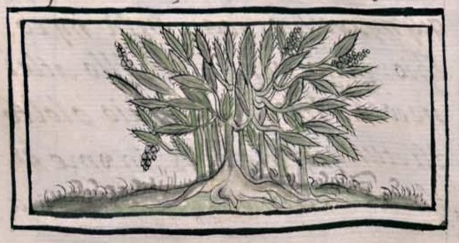 Florentino XI 157v, cuauhyayahual