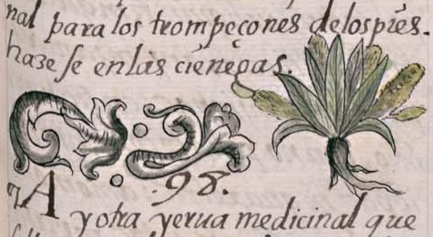 Florentino XI 158r, xaltomatl