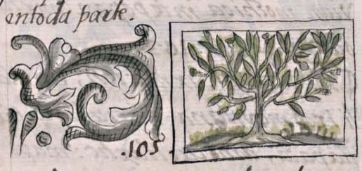 Florentino XI 159v, ocopiaztli