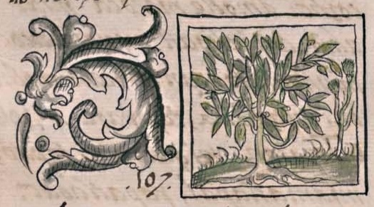 Florentino XI 160v, quetzalhuexotl