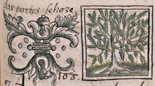 Florentino XI 161r, tlayapaloni xihuitl