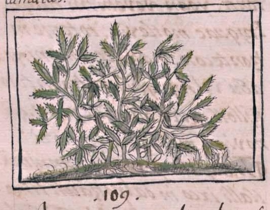 Florentino XI 161v, hueypatli xihuitl