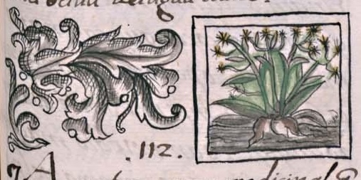Florentino XI 163r, cohuaxoxouhqui