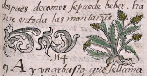 Florentino XI 164r, tepetomatl