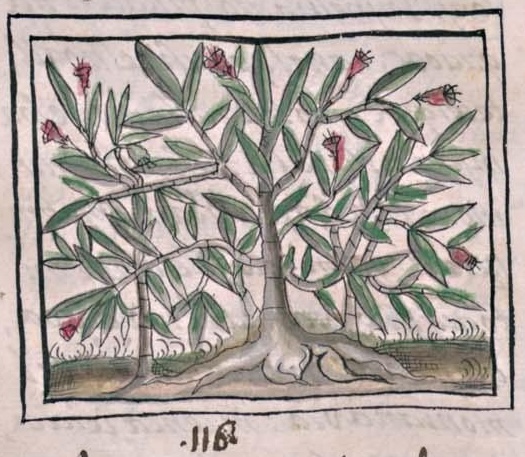 Florentino XI 164v, texoxocoyolli