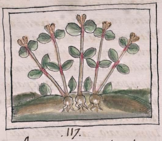 Florentino XI 165v, tlatlancuaye