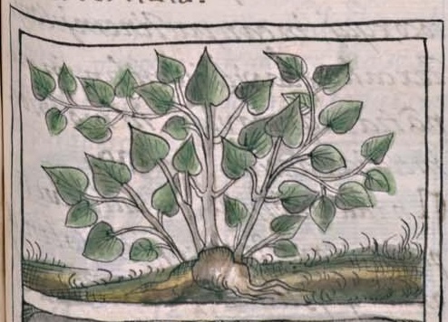 Florentino XI 166r, tonacaxochitl