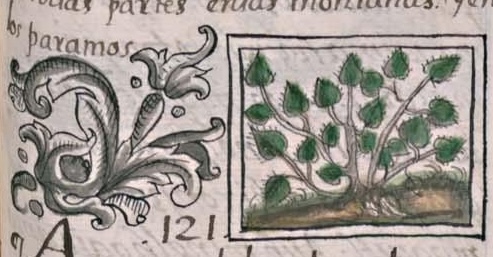Florentino XI 167r, tlacocoxochitl