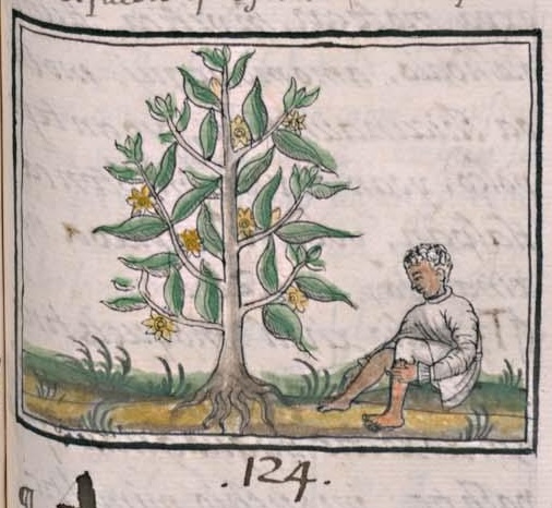 Florentino XI 168r, yohualxochitl