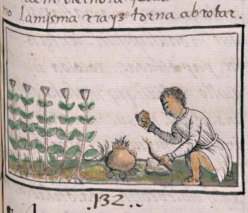 Florentino XI 172r, maticehuac