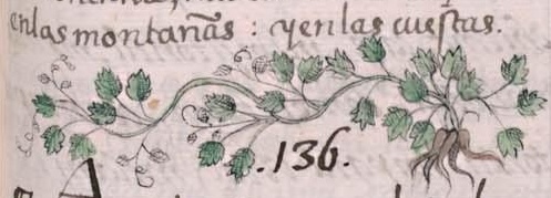 Florentino XI 174r, cicimatic xihuitl