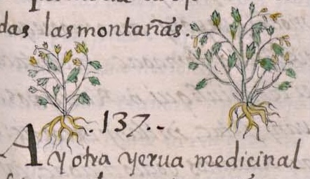 Florentino XI 174r, tzompoton xihuitl