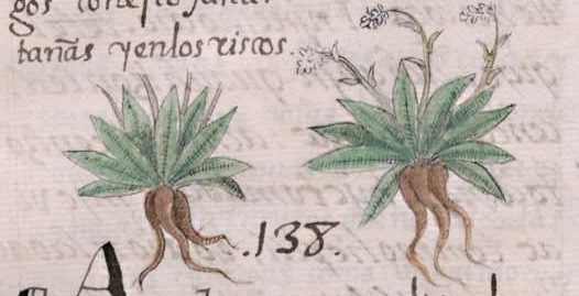 Florentino XI 174v, cuitlapatli