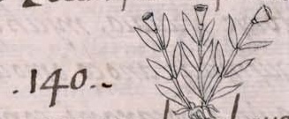 Florentino XI 176r, chichic patli xihuitl
