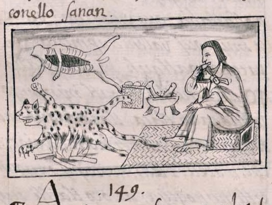 Florentino XI 179v, ocelotl inacayo
