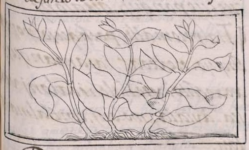 Florentino XI 181r, axocopac