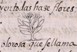 Florentino XI 181v, tlalpoyomatli