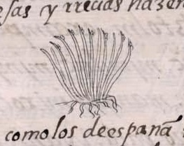 Florentino XI 183v, tolnacochtli