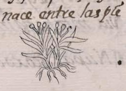 Florentino XI 184r, teyauhtli