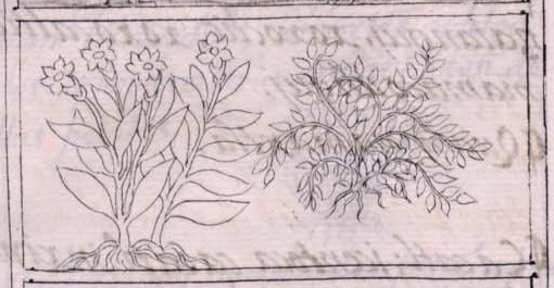 Florentino XI 184v, tlalyetl, tonalxihuitl