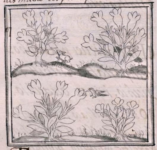 Florentino XI 185v, chalchiuhyexochitl, cuauhyexochitl, tzoyac, tonalxochitl