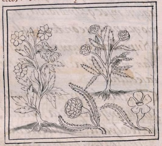 Florentino XI 186v, acocoxochitl, cempohualxochitl, cihuaxochitl, oquichxochitl