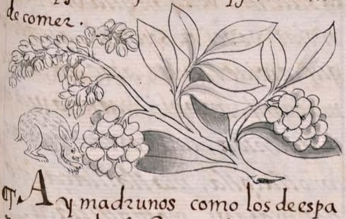 Florentino XI 191r, tomazquitl