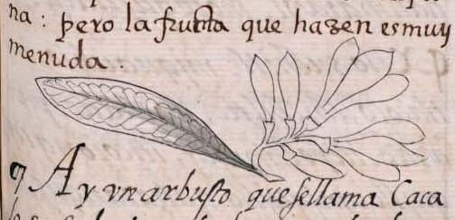 Florentino XI 191r, cacaloxochitl