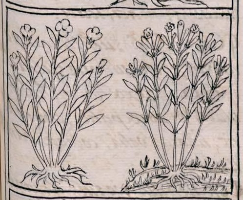 Florentino XI 193r, tlacoizquixochitl, tlacoxochitl