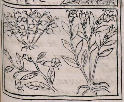 Florentino XI 193r, huitzitzilxochitl, yexochitl, coztic yexochitl