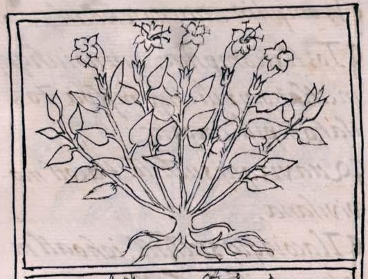 Florentino XI 193v, cuauhyexochitl
