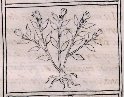 Florentino XI 193v, chalchiuhyexochitl