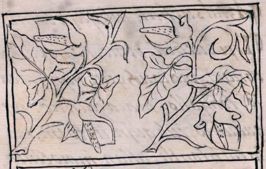Florentino XI 194v, tochnacazhualxochitl, tlapalhuacalxochitl
