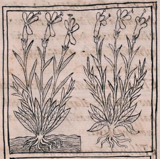 Florentino XI 195v, acaxochitl, cuauhacaxochitl
